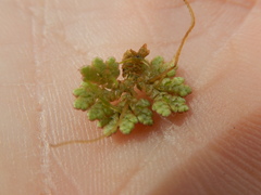 Azolla microphylla
