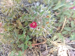 Mammillaria compressa