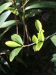 Erythroxylaceae