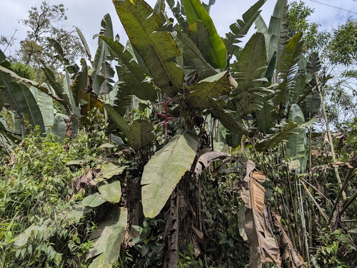 Heliconia griggsiana, photograph 3