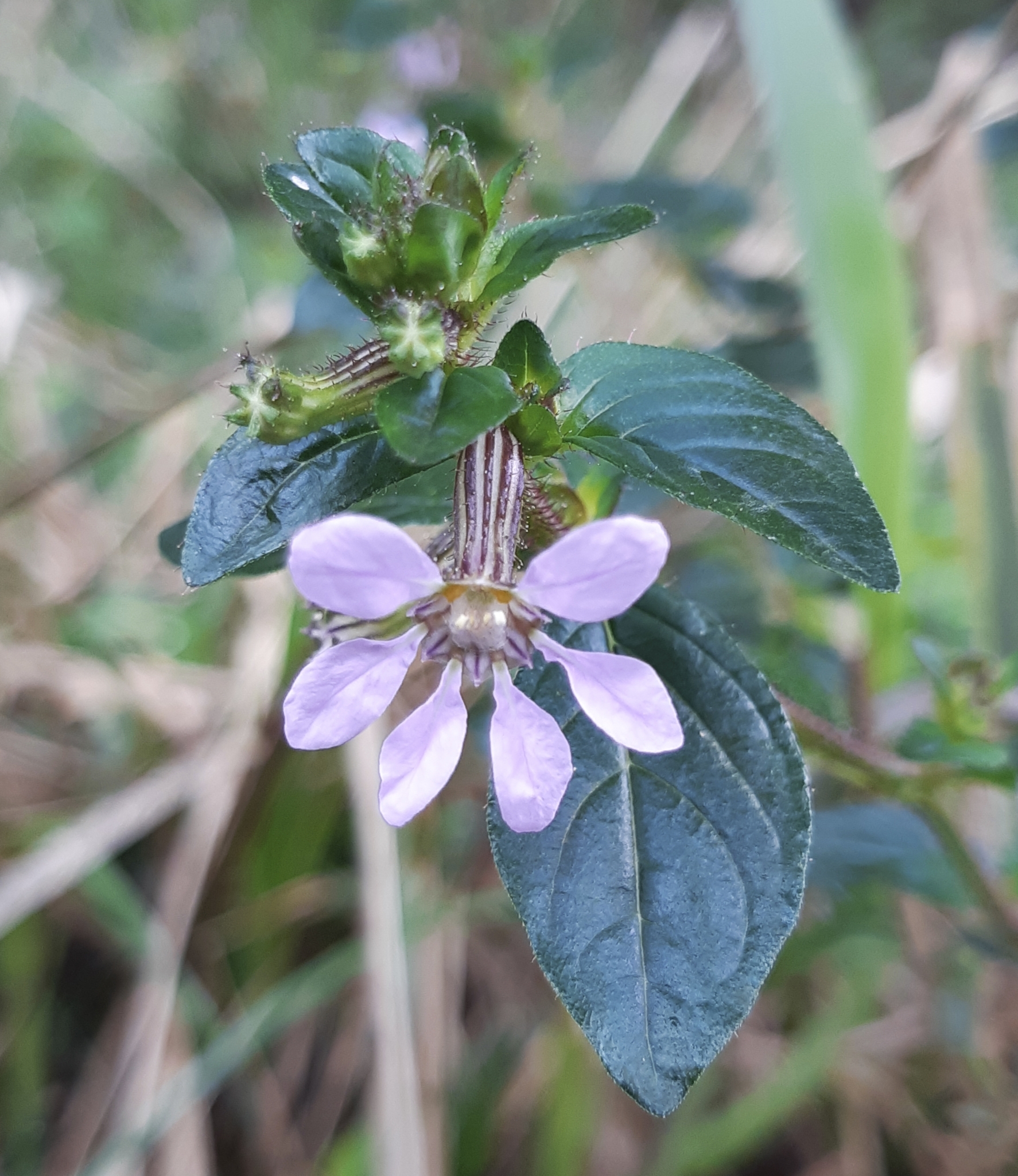Cuphea ingrata