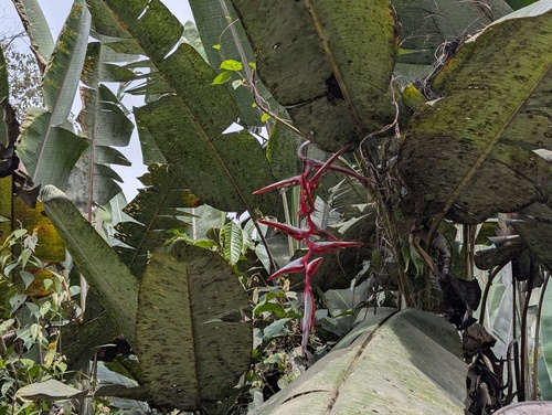 Heliconia griggsiana, photograph 4