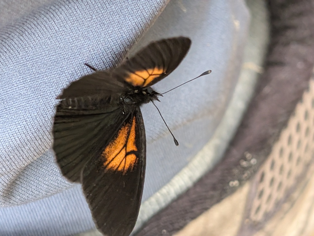 Castilia neria