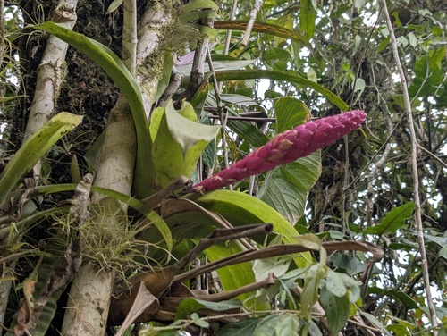 Guzmania remyi, photograph 6