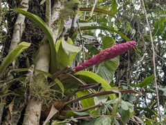 Guzmania remyi, photograph author not stated, no rights reserved