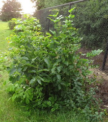 Fraxinus