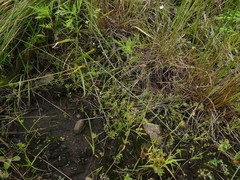 Lysimachia minima