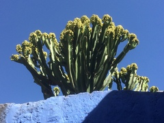 Magnoliopsida