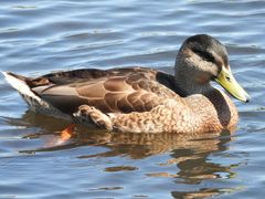 Anas platyrhynchos