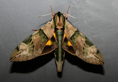 Eumorpha capronnieri