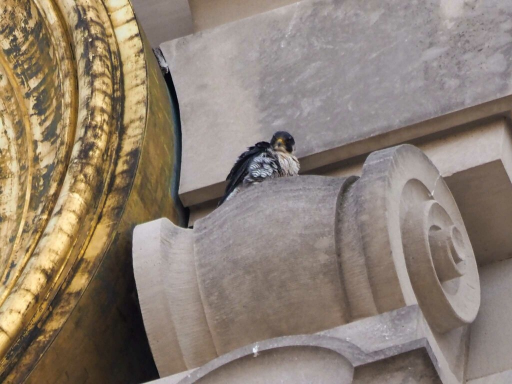 Peregrine Falcon From University Of Texas At Austin Austin TX USA On peregrine-falcon-from-university-of-texas-at-austin-austin-tx-usa-on