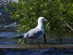 Larus delawarensis