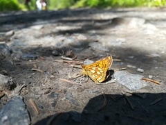 Carterocephalus skada