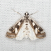 Polymorphic Pondweed Moth - Photo (c) Mike V.A. Burrell, some rights reserved (CC BY-NC), uploaded by Mike V.A. Burrell
