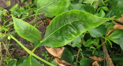 Fraxinus