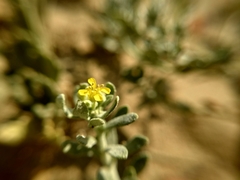 Odontarrhena fedtschenkoana