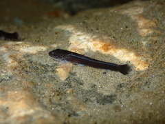 Taitung River Loach photo 2