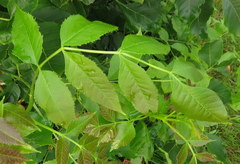 Fraxinus