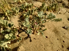 Odontarrhena fedtschenkoana