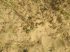 Odontarrhena fedtschenkoana