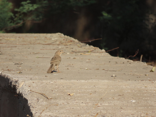 Afghan Babbler (Argya huttoni), photo 9