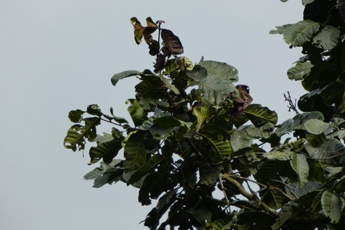Foto de Cedro-branco