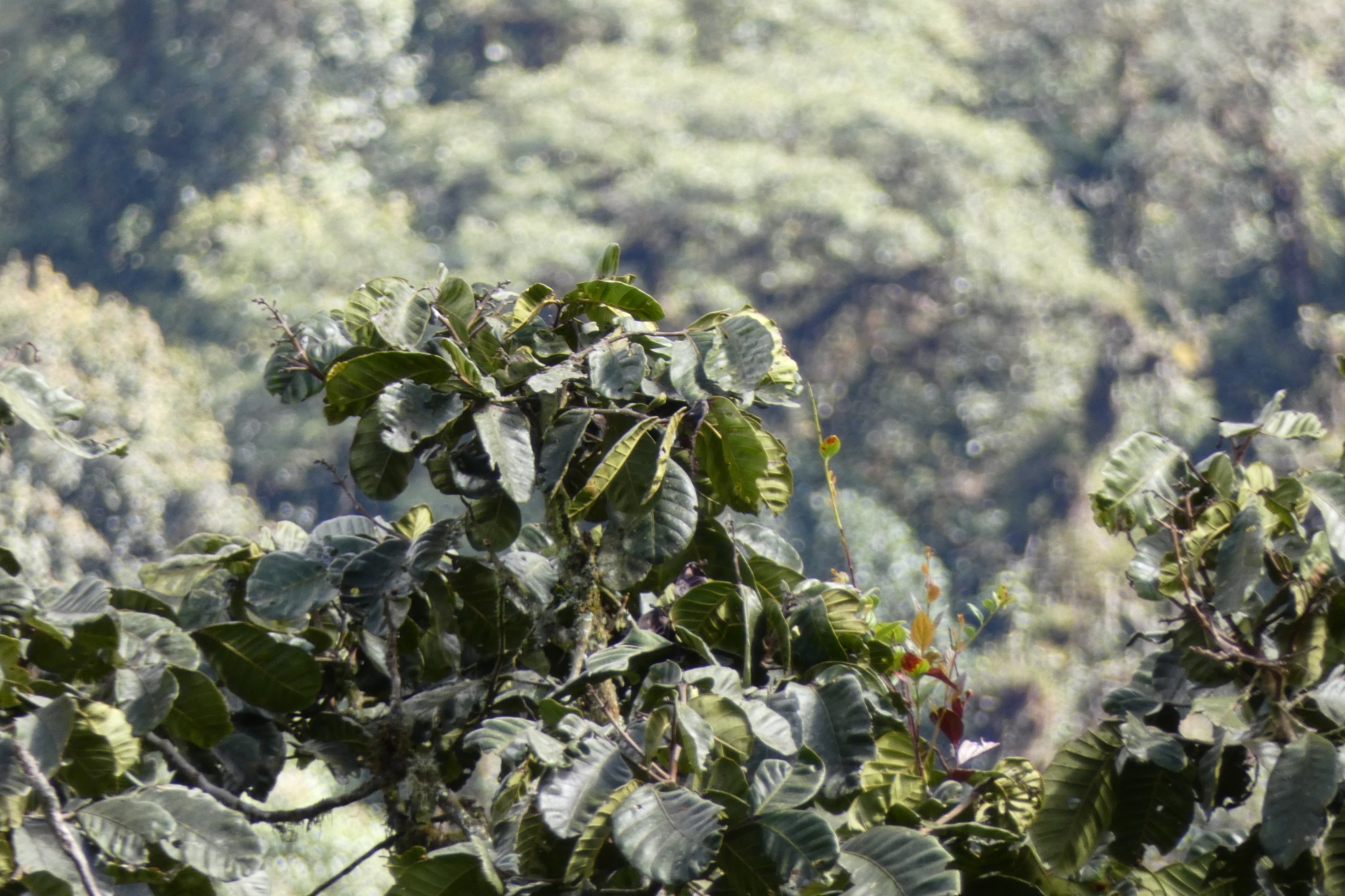 Imagem de Cedro-branco
