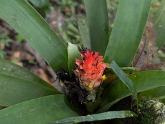 Guzmania osyana, photograph author not stated, no rights reserved