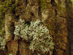 Phaeophyscia leana