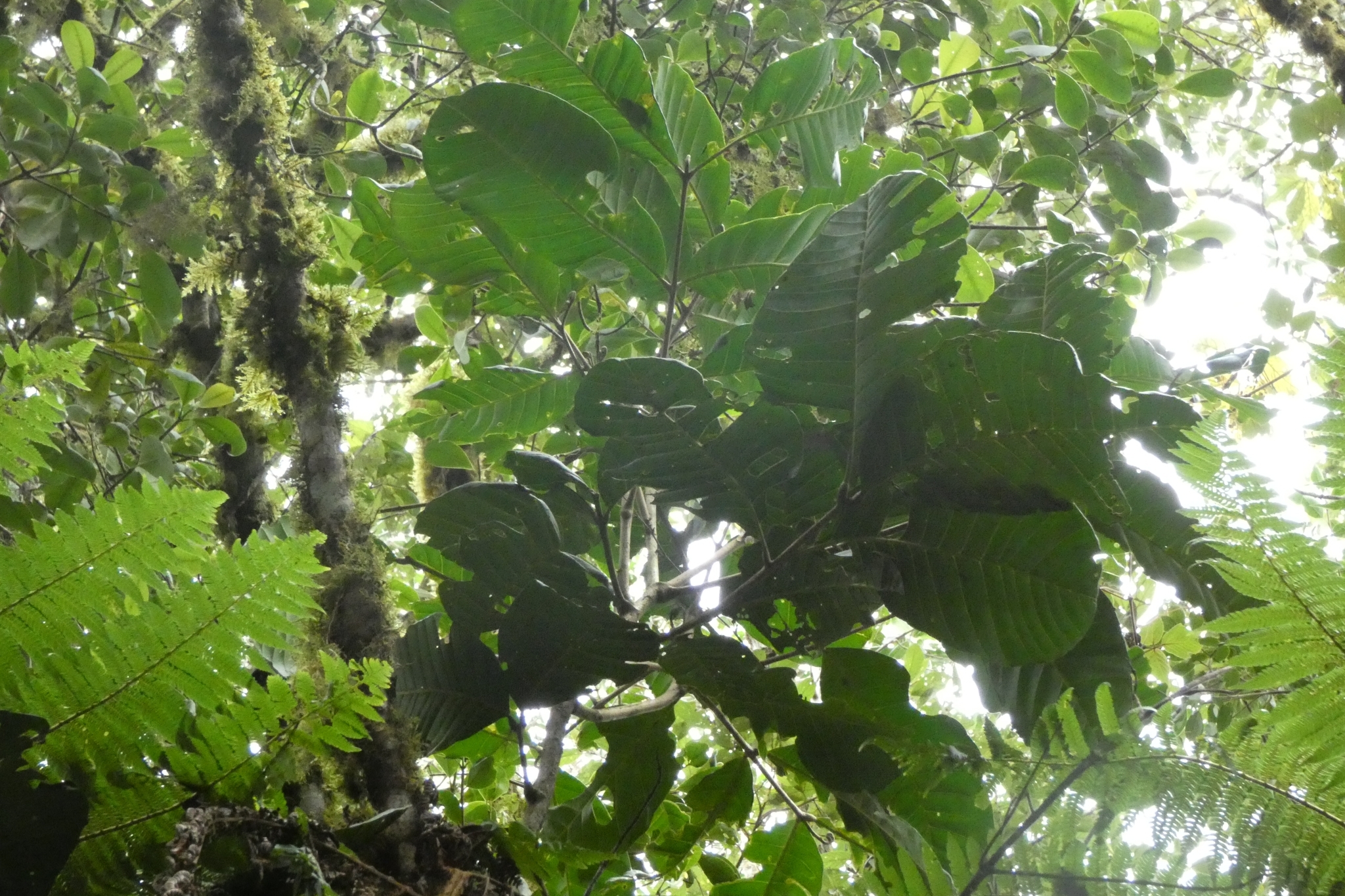Imagem de Cedro-branco