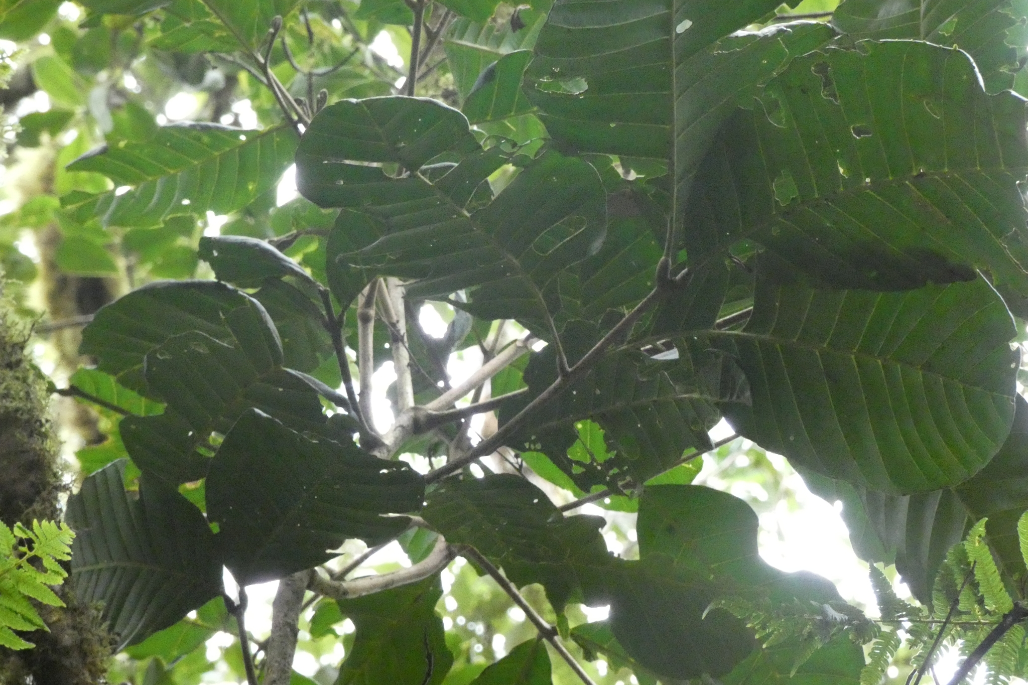 Imagem de Cedro-branco