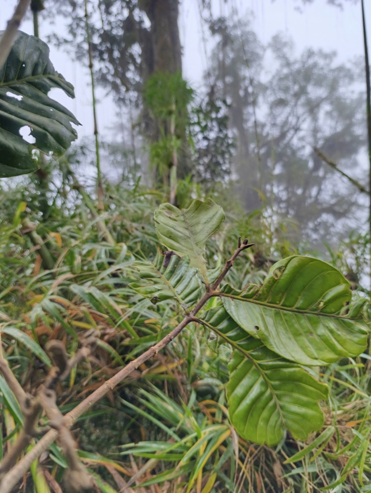 Imagem de Cedro-branco