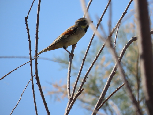 Dead Sea Sparrow (Passer moabiticus), photo 5