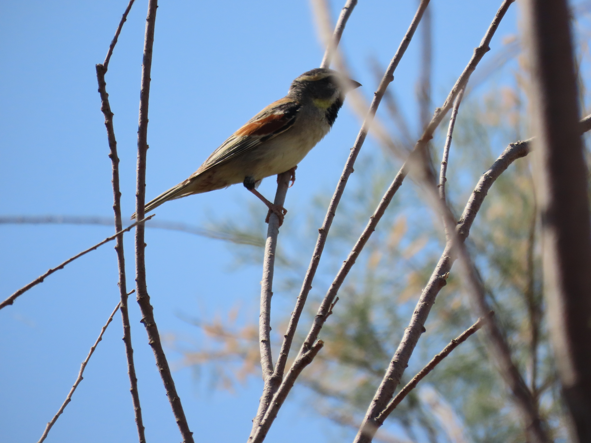Dead Sea Sparrow (Passer moabiticus), photo 8