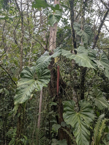 Anthurium giganteum