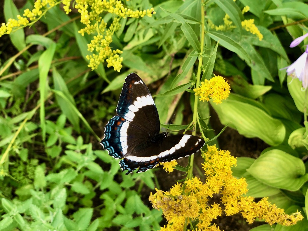 American White Admiral
