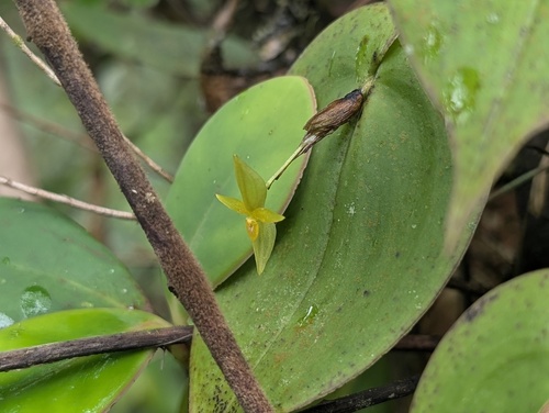 Pleurothallis prolaticollaris