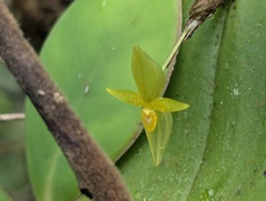 author not stated, no rights reserved Pleurothallis prolaticollaris, photograph author not stated, no rights reserved