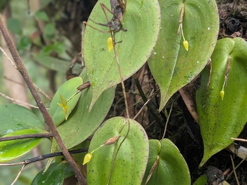 Pleurothallis prolaticollaris, photograph 1