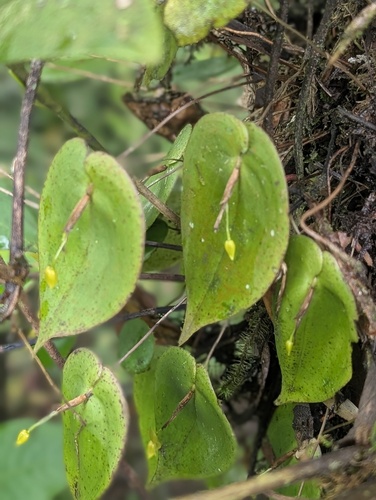 Pleurothallis prolaticollaris, photograph 3