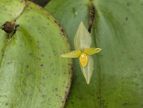 Pleurothallis prolaticollaris, photograph 4
