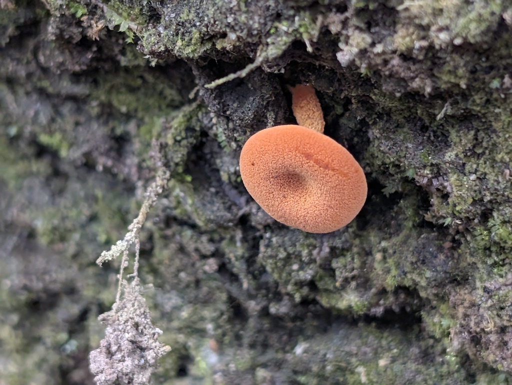 Lactocollybia aurantiaca · December 2024 · photo: © stekkelpak (iNaturalist, cc0)