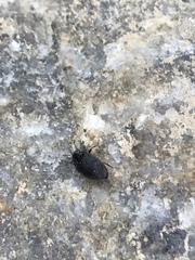 Simplocaria