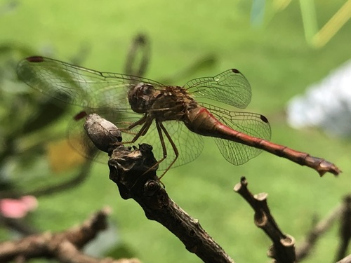 Autumn Meadowhawk