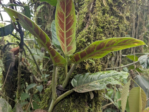 Philodendron subhastatum