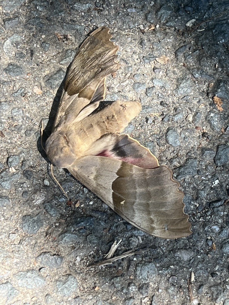 Modest Sphinx