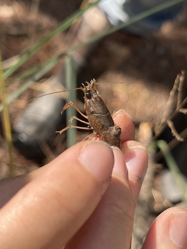 Blacknose Crayfish