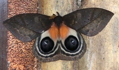 Automeris postalbida