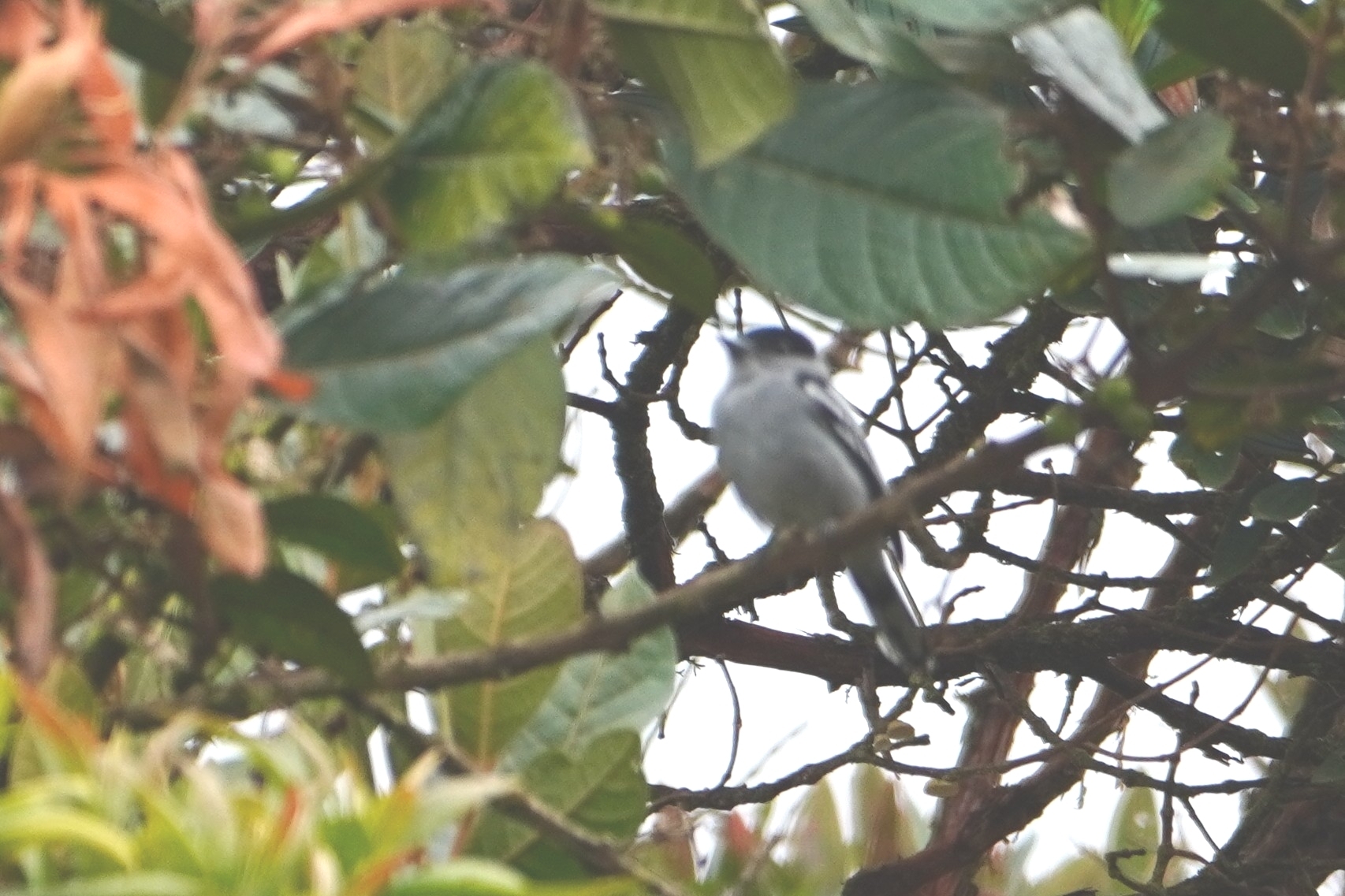 Cinereous Becard (Pachyramphus rufus), photo 8