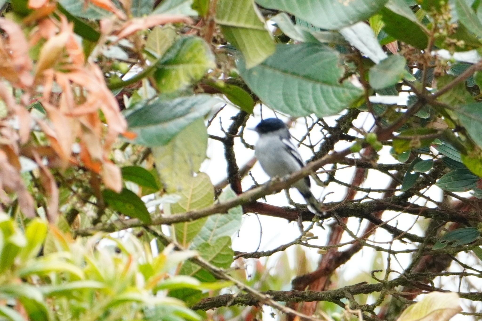 Cinereous Becard (Pachyramphus rufus), photo 9